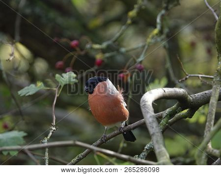 Male Bullfinch (pyrrhula Pyrrhula) Perched On Branch In Woodland