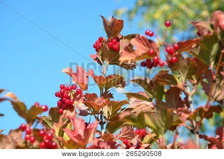 Top Of Viburnum Bush With Lot Of Hanging Ripe Red Berries And Green Leaves Over Clear Blue Cloudless