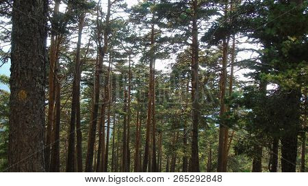 Pine Forest On The Mountain. Sierra De Navacerrada, Madrid, Spain