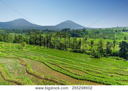 The Vast Jatiluwih, Bali Rice Terrace Farm.