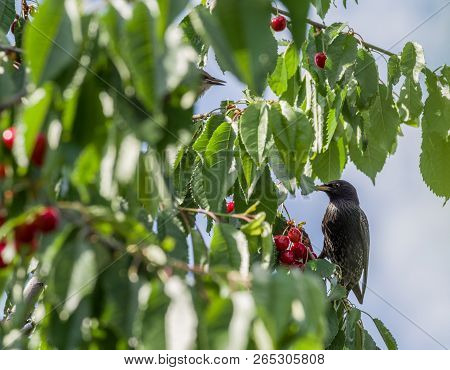 The Starlings Eat The Harvest Of Sweet Cherry. Agricultural Pest. Selective Focus.