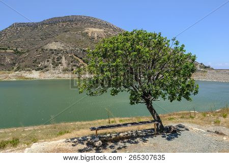 Single Tree With Shady Bench At Germasogeia Dam Landscape View On A Bright Blue Sky Day In Early Sum