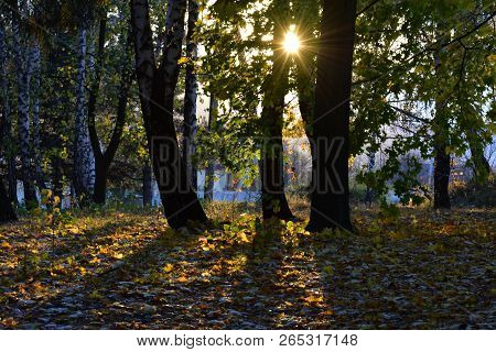 Sunset In The Middle Of Autunm Seen Among Tree Branches