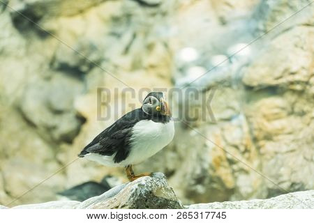 Bird, Wildlife And Zoo Concept - Atlantic Puffin Or Common Puffin