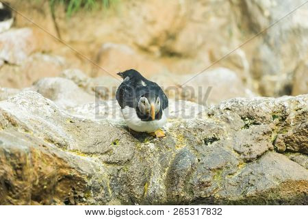 Bird, Wildlife And Zoo Concept - Atlantic Puffin Or Common Puffin