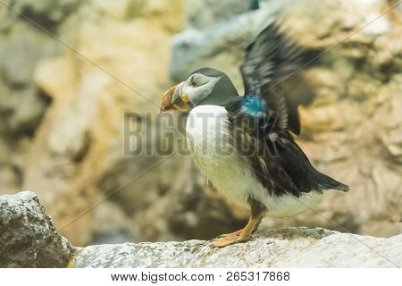 Bird, Wildlife And Zoo Concept - Atlantic Puffin Or Common Puffin