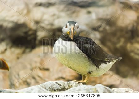 Bird, Wildlife And Zoo Concept - Atlantic Puffin Or Common Puffin