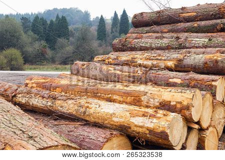 Freshly Cut Tree Logs In A Big Pile.