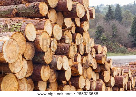 Freshly Cut Tree Logs In A Big Pile.