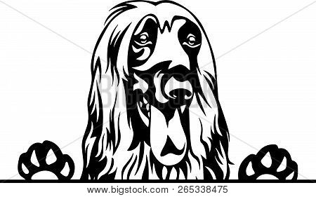 Animal Dog Afgan Hound 6T6Y Peeking.eps