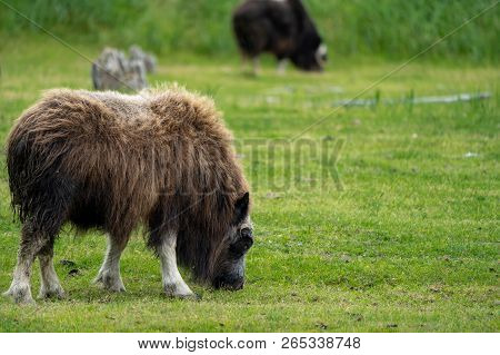 Alaskan Musk Ox Grazes In A Green Pasture Eating Grass
