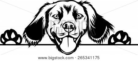 Animal Dog Brittany Spaniel 5T6 Peeking.eps