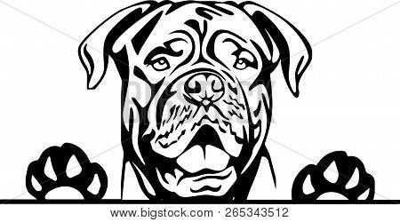 Animal Dog Douge De Bordeaux 7U8I Peeking.eps