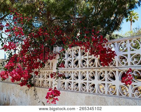 Blooming Bougainvillea Paper Flower Alicante Costa Blanca Spain
