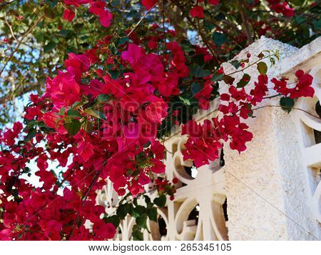 Blooming Bougainvillea Paper Flower Alicante Costa Blanca Spain