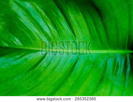 Background Pattern, Abstract Green Leaf Textured And Background With Copy Space For Text Decorated.
