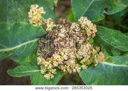 Diseased Cauliflower Caused Due To The Attack Of Fungus Sclerotinia Sclerotiorum