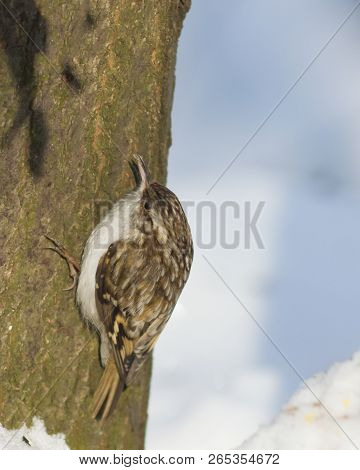 Small Bird Eurasian Or Common Treecreeper, Certhia Familiaris, Close-up Portrait On Tree With Bokeh 