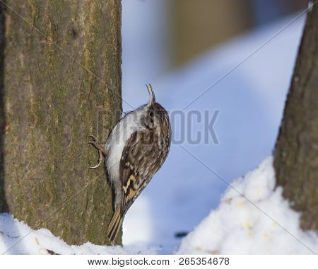 Small Bird Eurasian Or Common Treecreeper, Certhia Familiaris, Close-up Portrait On Tree With Bokeh 