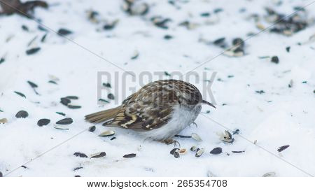 Small Bird Eurasian Or Common Treecreeper, Certhia Familiaris, Close-up Portrait On Snow, Selective 