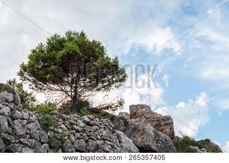 One Tree With A Cloudy Sky Background. On The Rocks. Pinus Halepensis, Aleppo Pine, Evergreen Tree. 