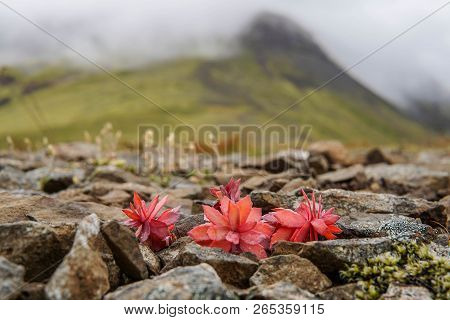 Arctic Meadows With Wild Flower Roseroots Near Reykjavik