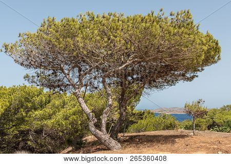 Pinus Halepensis, Aleppo Pine, Evergreen Tree. Horizontal. Space For Text.