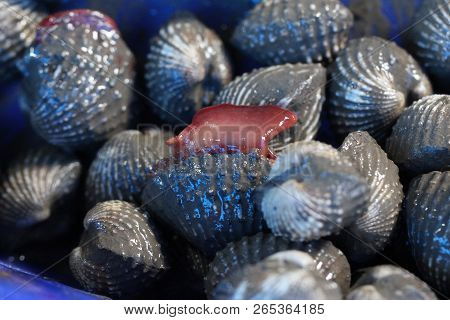 Group Of Captured Living Freshwater Clams, Shell Animal In Ocean Fresh Market Seafood Restaurant, De
