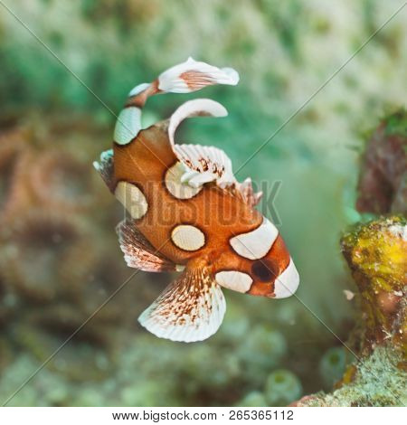 Small tropical fish Juvenile harlequin sweetlips