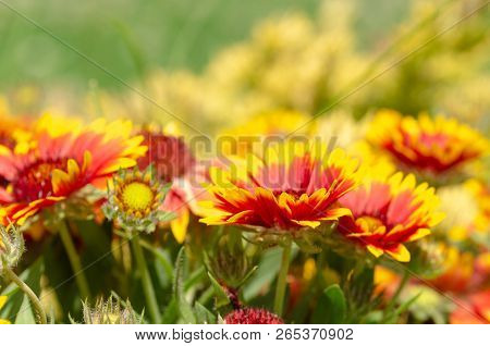 Close Up Of Gazania Flower Or African Daisy In A Park