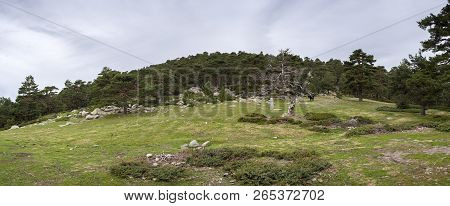 Scots Pine Forest In Guadarrama Mountains National Park, Province Of Madrid, Spain. Photo Taken From