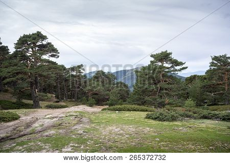 Scots Pine Forest In Guadarrama Mountains National Park, Province Of Madrid, Spain. Photo Taken From