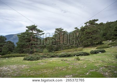 Scots Pine Forest In Guadarrama Mountains National Park, Province Of Madrid, Spain. Photo Taken From