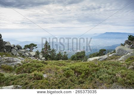 Scots Pine Forest In Siete Picos (seven Peaks) Range, In Guadarrama Mountains National Park, Provinc