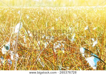 Autumn And The Yellow Swamp With Cottongrass And Sedges. Picture In The Contour, Backlighting