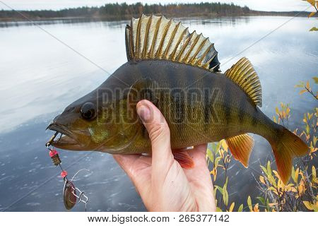 Good Fishing On Northern Rivers, Caught Perch.