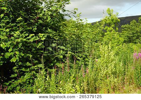 Glenariff Forest Park - Flower And Plants