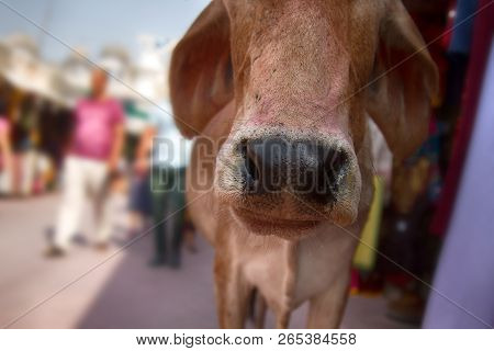 Outstanding In Lens Of Cow's Face On Indian Street