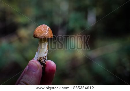 The Guy Is Holding A Mushroom Suillus. Suillus Granulatus Mushroom. Variety Of Edible Mushroom Slipp
