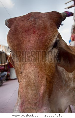 Outstanding In Lens Of Cow's Face On Indian Street