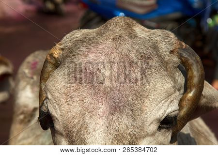 Outstanding In Lens Of Cow's Face On Indian Street