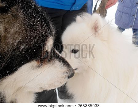 Two Cute Dogs Met For A Walk In The Winter Park. Puppies Getting To Know Each Other. Animals Standin