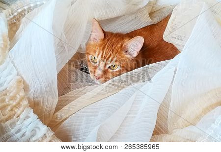 Red Domestic Kitten Climbed Into Curtains That Lay On Floor. Fluffy Ginger Cat Wrapped Up In Tulle F