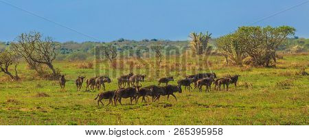 Panorama Of Plains Landscape Of Kruger National Park, South Africa. Group Of Wildebeests, Connochaet