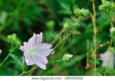 Altea Medicinal, Or Altea Apothecary (lat. Althaéa Officinális) Is A Perennial Herb, A Species Of Th