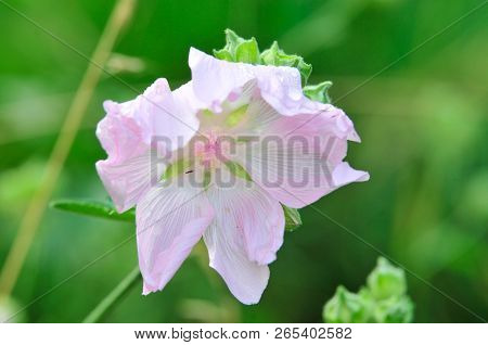 Altea Medicinal, Or Altea Apothecary (lat. Althaéa Officinális) Is A Perennial Herb, A Species Of Th