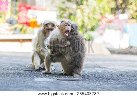 Bonnet Monkey Have A Grayish Brown Back And A Well Defined Circular Cap Along With Long Tail, Two-th