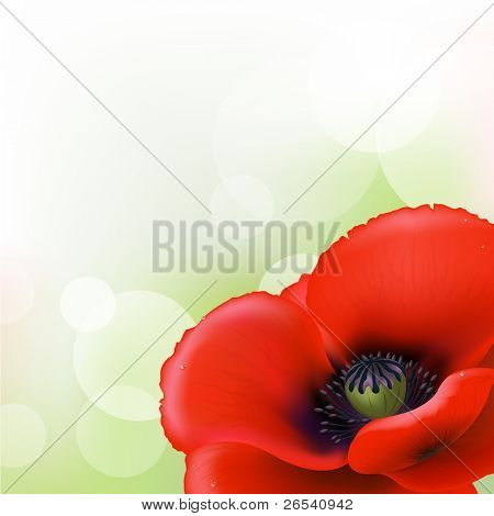 Red Poppy