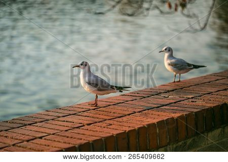 Young White And Grey Seagulls, Chroicocephalus Ridibundus, Standing On Red Brick Wall, Sunny Autumn 