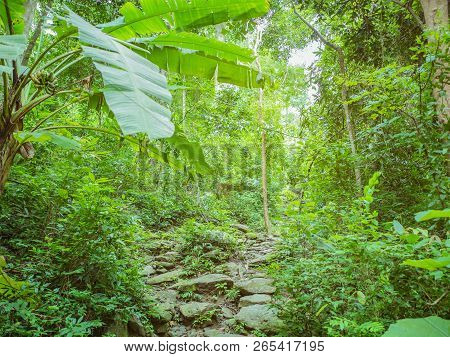 Forest walkway to the top of the Khao Luang mountain in Ramkhamhaeng National Park,Sukhothai provinc